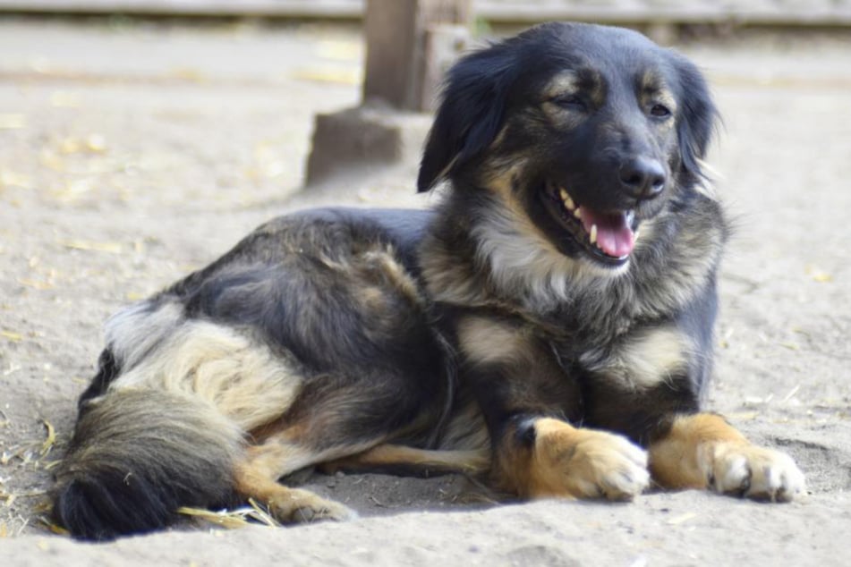 Hündin Wilde aus dem Tierheim in Hamburg sucht schon seit mehr als zweieinhalb Jahren nach einem neuen Zuhause.