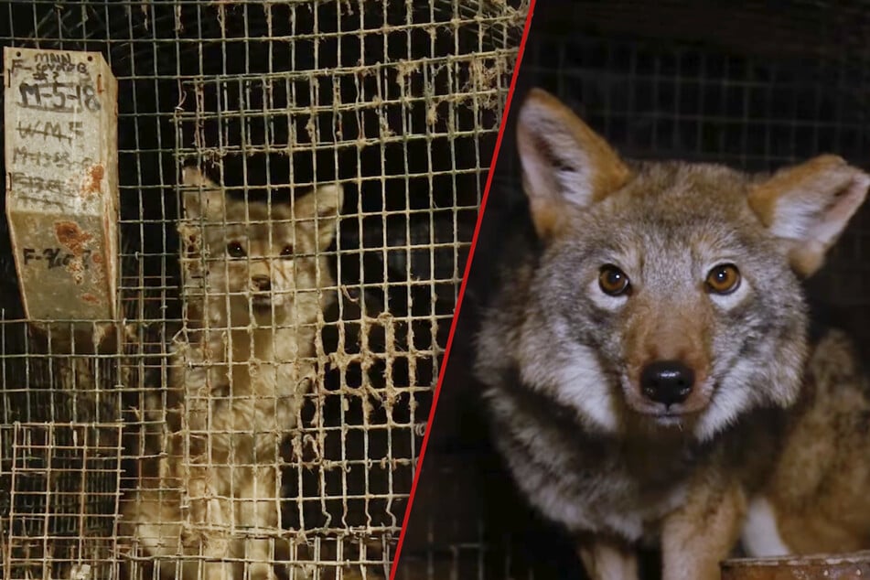 Horror-Anblick auf Pelzfarm: Hunderte Tiere aus miserablen Zuständen gerettet