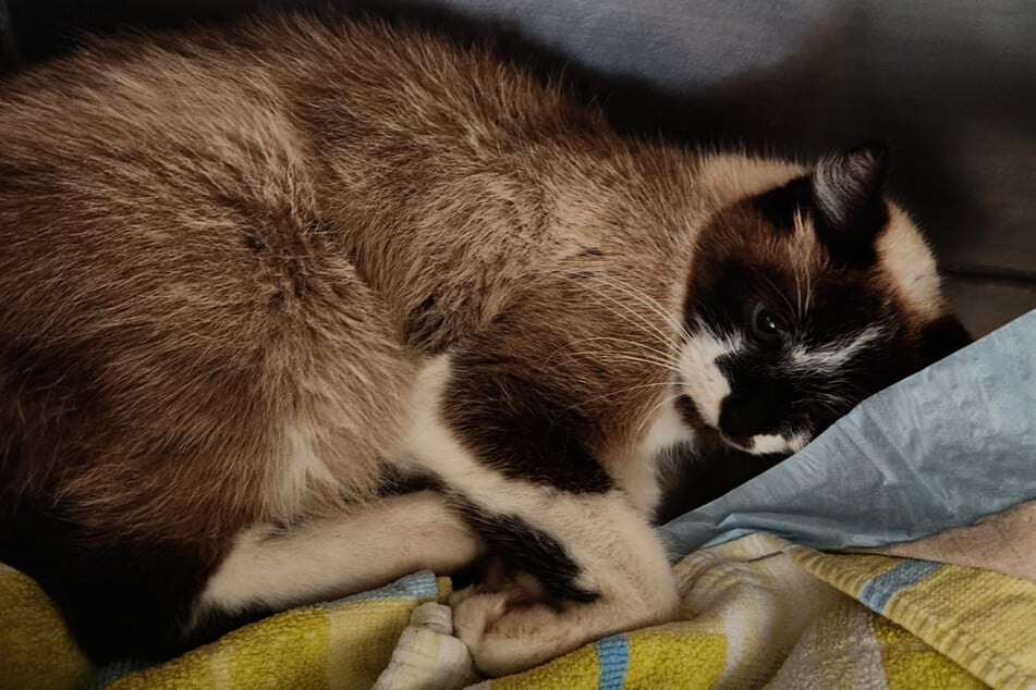Al principio, los defensores de los animales asumieron que la gata mayor era la madre de los gatitos.
