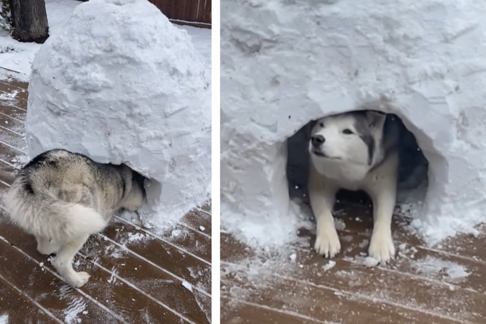 Wiley the dog was injured all winter, so he hardly got a chance to play in the snow. As a consolation, the Husky got a custom doggy-sized igloo!