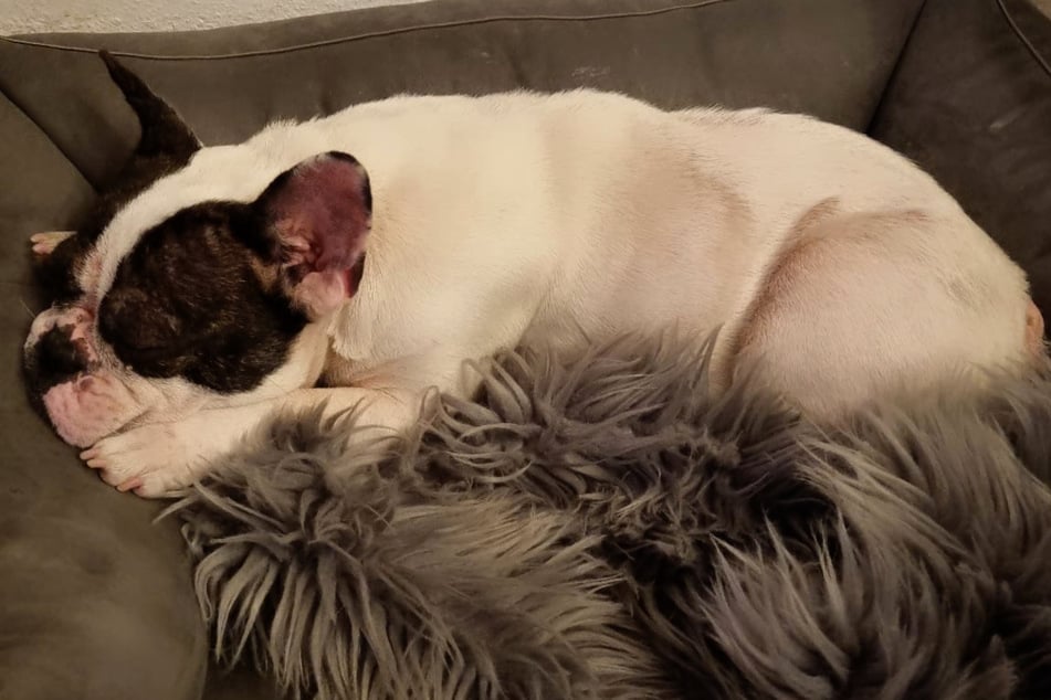 Julio fue criado y encontró un hogar lleno de amor.