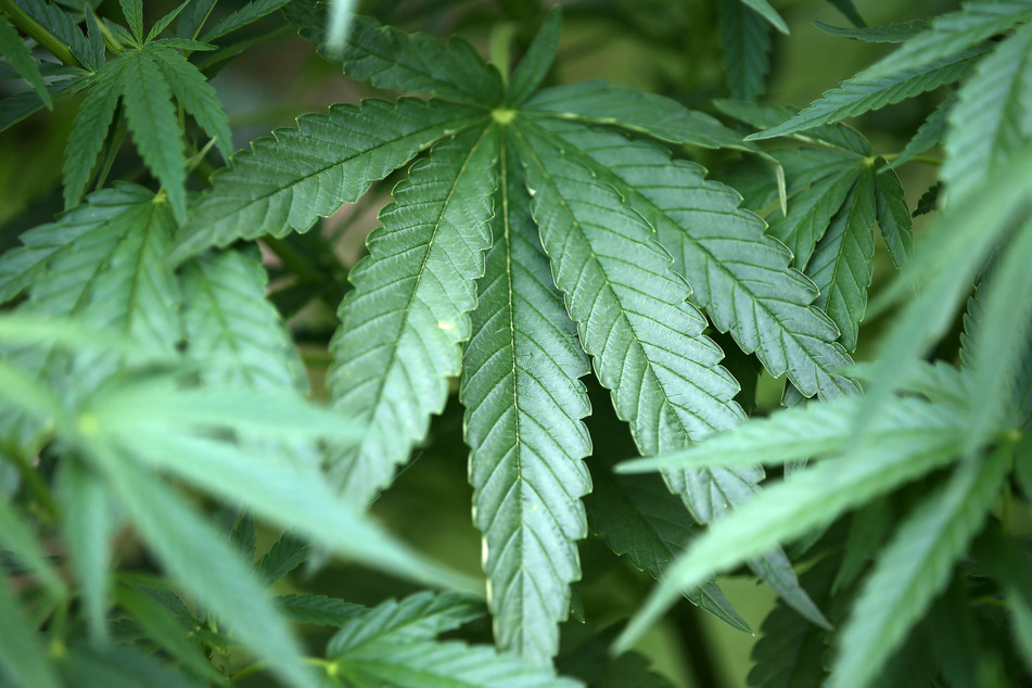 Die Polizei fand mehrere Cannabis-Pflanzen im Haus des Deutschen.