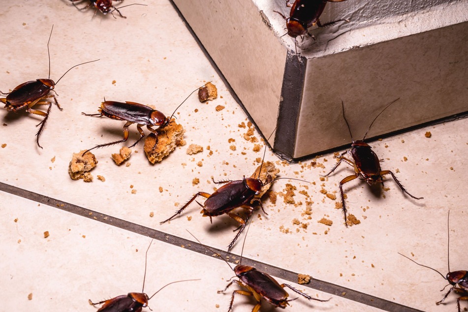 Las cucarachas se encuentran entre las especies de insectos más repugnantes.  Una vez que están allí, no es tan fácil deshacerse de ellos.