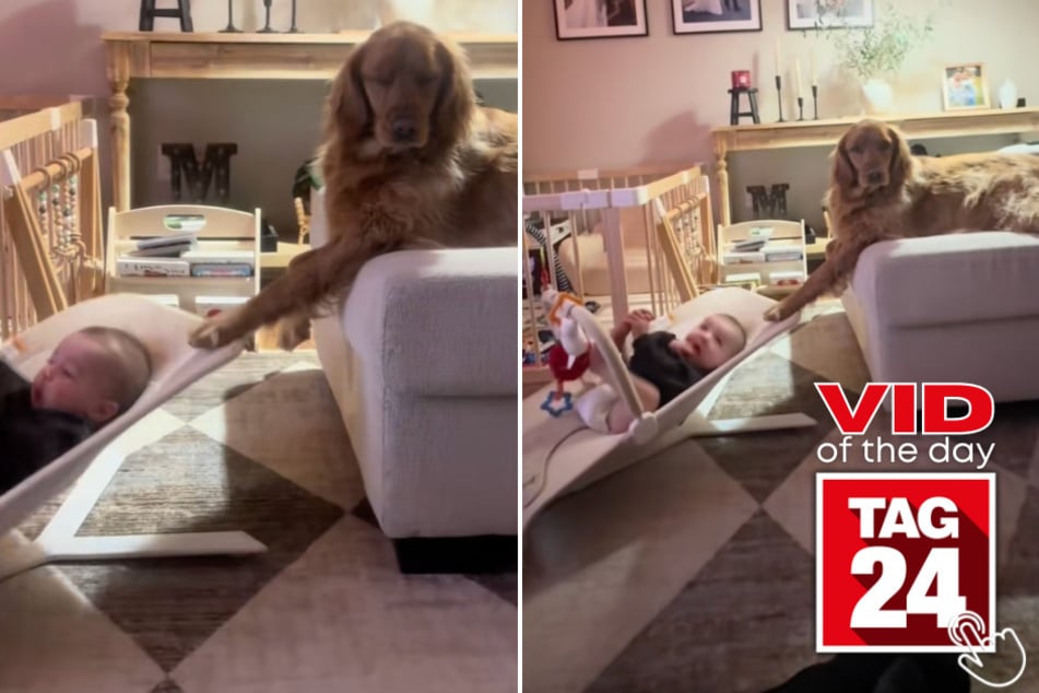 This playful dog takes babysitting very seriously!