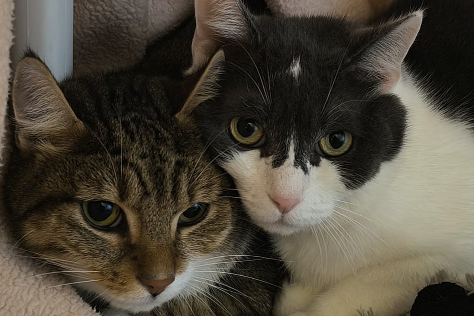 Kater "Arames" und "Charlie" hängen aneinander und wollen auch in Zukunft zusammen bleiben.