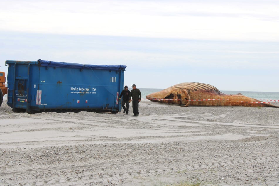 Der Kadaver soll in Container geladen werden, die schon am Strand bereitstehen.