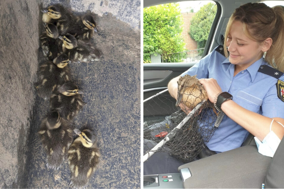 Die Enten-Mama ließ sich dann ohne Widerstand auf dem Arm der Polizistin gemeinsam mit ihren Küken zurück an den Rhein bringen.
