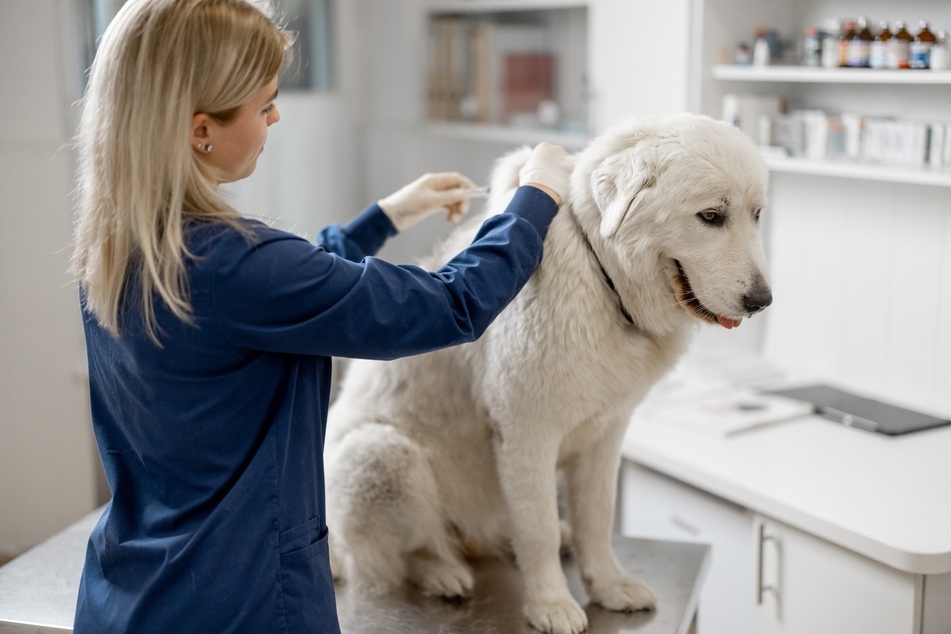 It can be expensive to vaccinate your dog, but can greatly benefit their health.