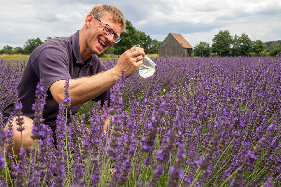 Sachsen blüht blau: Lavendel macht Lausitz zur Provence