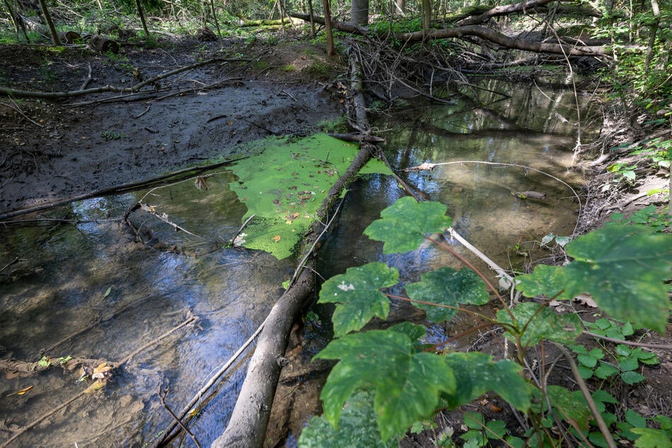 Damit das Wasser der Umwelt länger zur Verfügung stehen kann, sollen die Ufer des Auwalds als eine Art Wasserspeicher funktionieren.