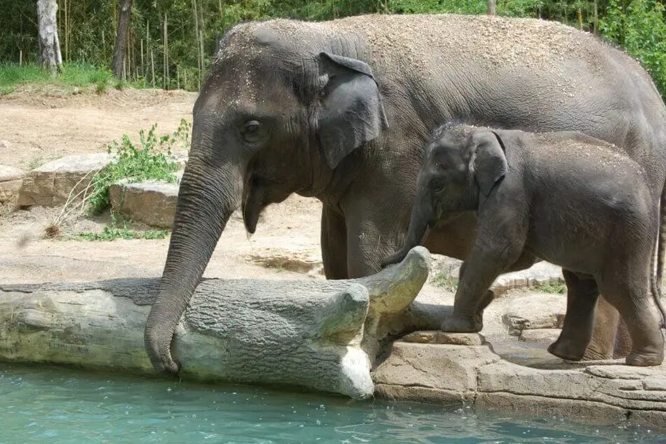 Elefantenmama Rani (l.) zusammen mit ihrer Tochter Kenzi (r.) im Zoo von St. Louis.