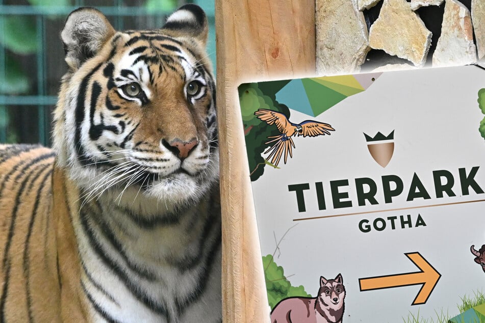 Mutter und Sohn: Zwei neue Tiger für Gotha