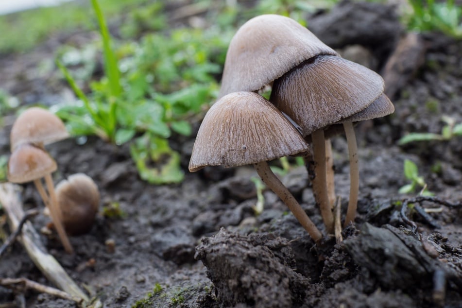 Bei kleinen braunen Pilzen im Hochbeet kann es sich um Helmlinge handeln. Müssen sie weg?