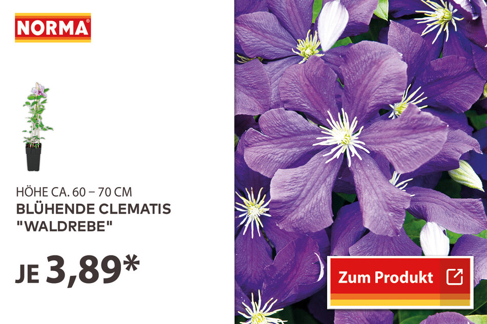 Blühende Clematis "Waldrebe" für 3,89 Euro
