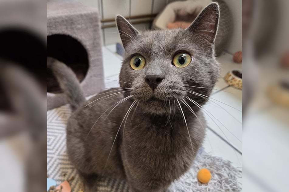 Der süße Kater ist schätzungsweise 2021 geboren und damit etwa fünf Jahre alt.
