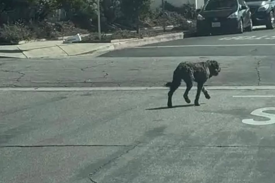 Hund ist 30 Tage lang verschwunden - dann rettet ihm eine unerwartete Freundschaft das Leben