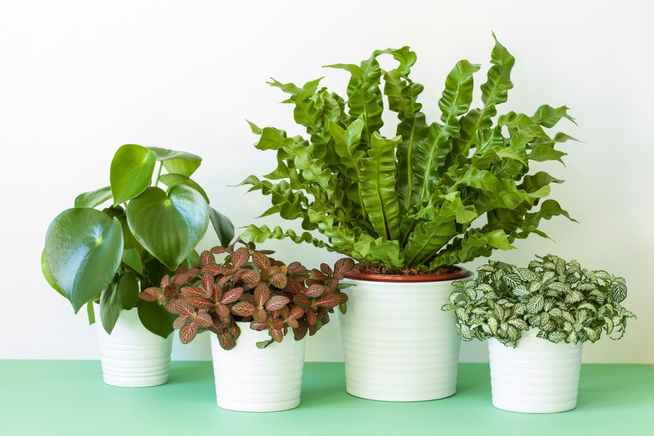 Ungiftige Zimmerpflanzen für Dein Zuhause sind z. B. Peperomien, Mosaikpflanze und Nestfarn.