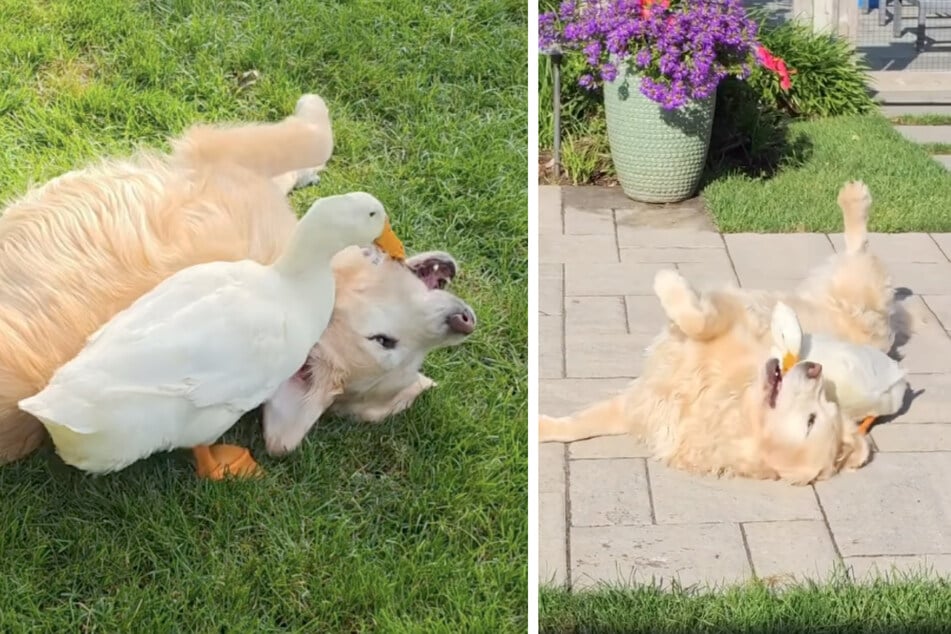 Hündin Barley war plötzlich wieder voller Lebensfreude, nachdem Enterich Louie bei ihnen eingezogen war.