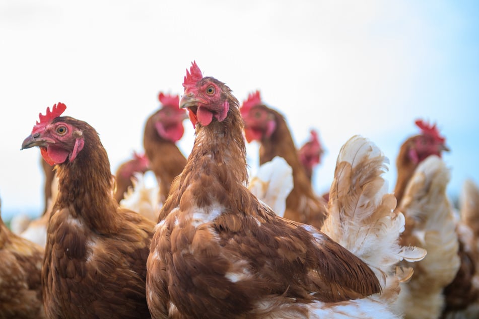 125.000 Tiere mussten getötet werden. (Symbolfoto)