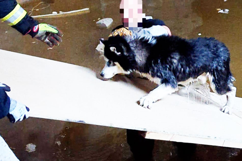 Einsatzkräfte der Polizei und der Feuerwehr kamen dem Hund in Not zu Hilfe: Mit einem Brett improvisierten sie eine Brücke.