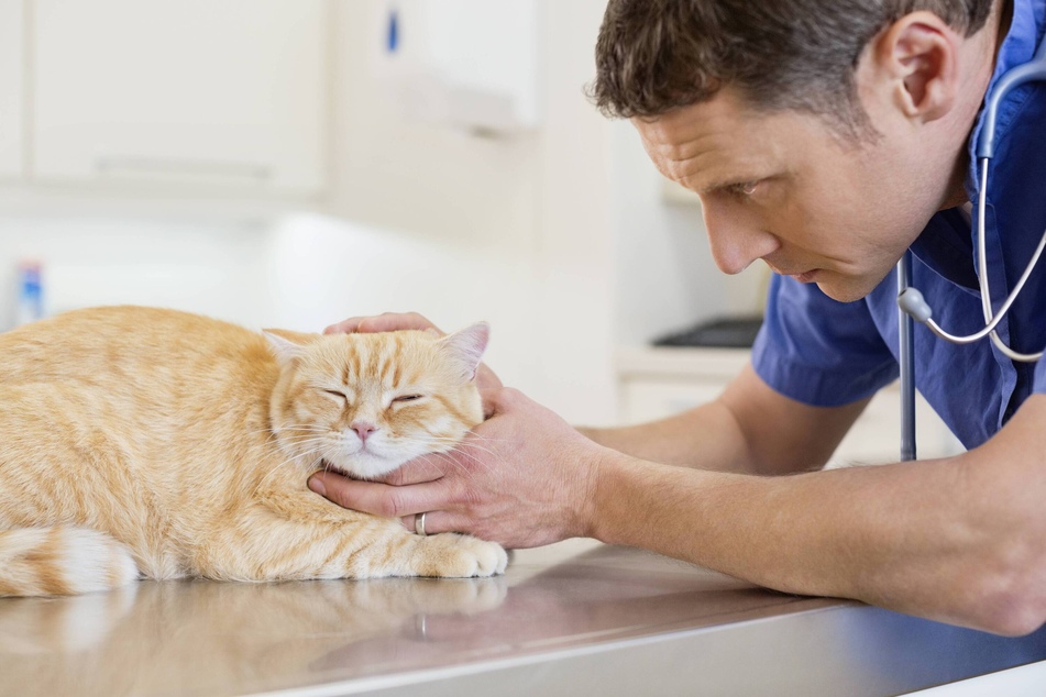 If you are ever worried about your cat and its anxiety, the veterinarian is your best bet.