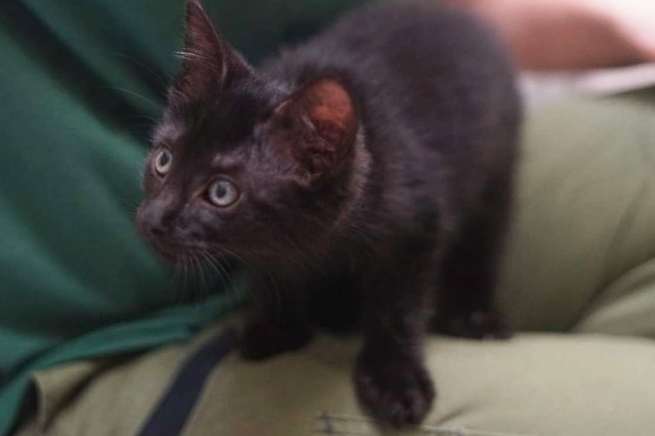 Faust verbrachte seine ersten Wochen als Freigänger und ist der zurückhaltendere Part des Duos.