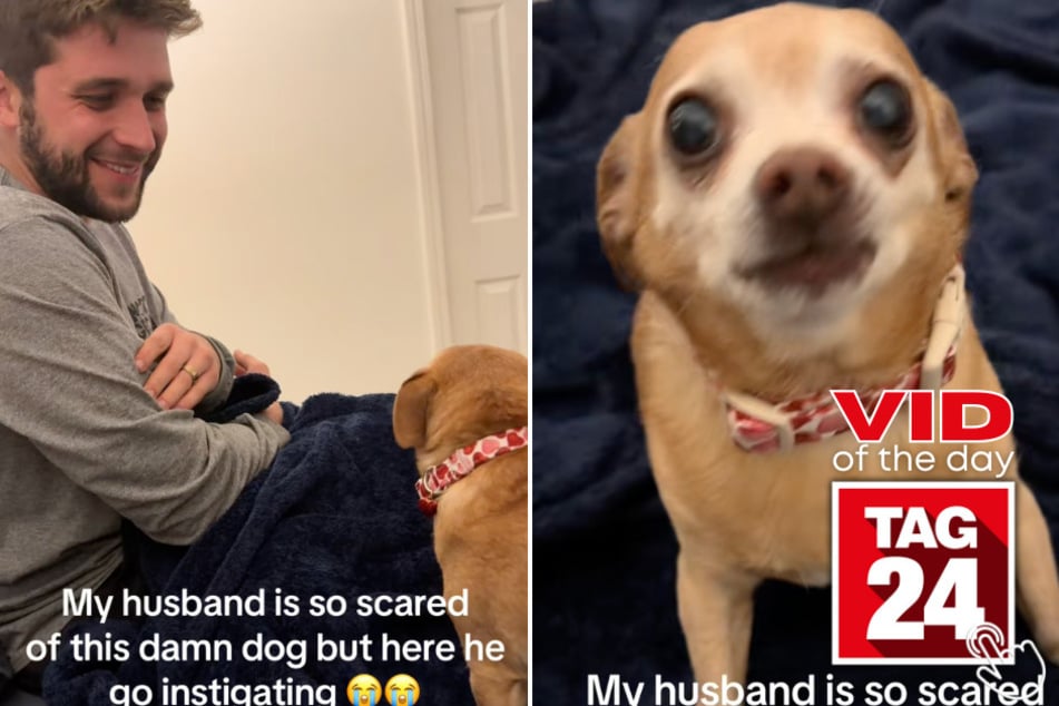 This pup went in for a playful chomp and then checked to see if round two was on the table!