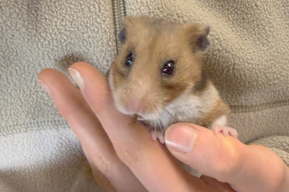 Das kleine verängstigte Wesen musste sich erstmal an den Tapetenwechsel gewöhnen.