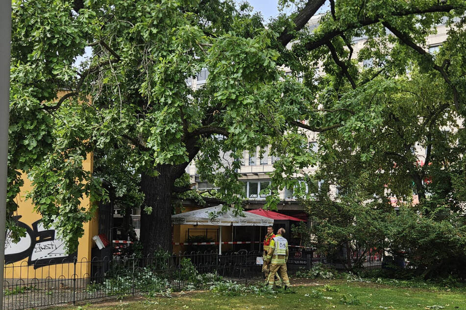Die Feuerwehr sieht sich den beschädigten Baum genauer an.