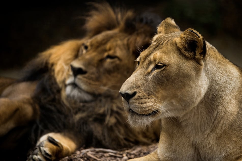 Lions Mujambi and Amani lived together for 16 years, but now they have been put to sleep in quick succession.