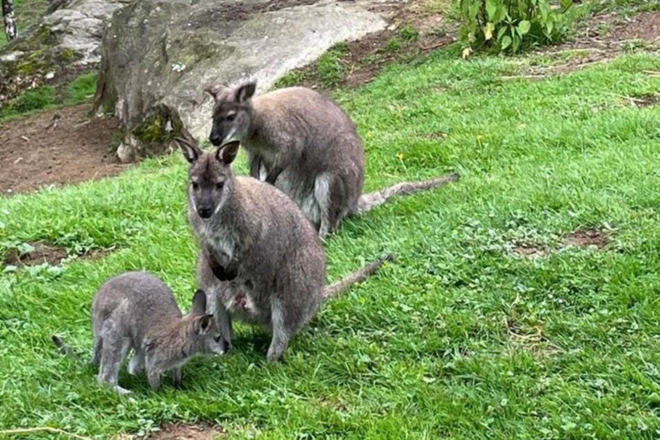 Bennett-Kängurus sind in Deutschland nicht heimisch; dennoch können sie in freier Wildbahn überleben.