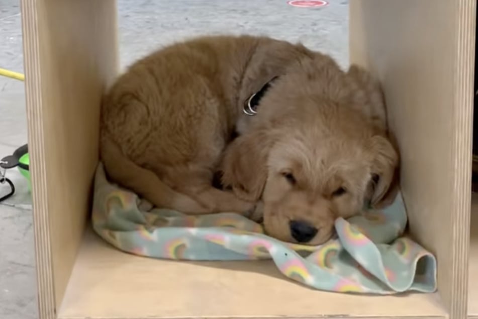 Cuando era cachorra, la perra golden retriever siempre se sentaba en una pequeña caja para observar a sus dueños escalar.