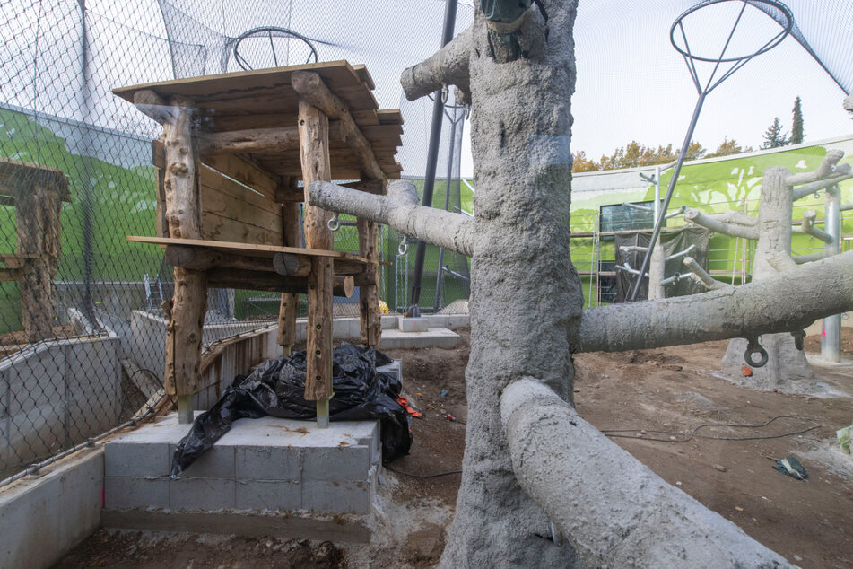 Das neue Außengehege bietet den Orang-Utans auf 480qm Auslauf. Etwa die gleiche Fläche können sie indoor bewohnen.