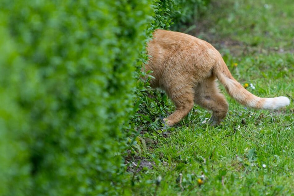 Schock im eigenen Garten: Mann entdeckt erhängte Katze im Kreis Reutlingen