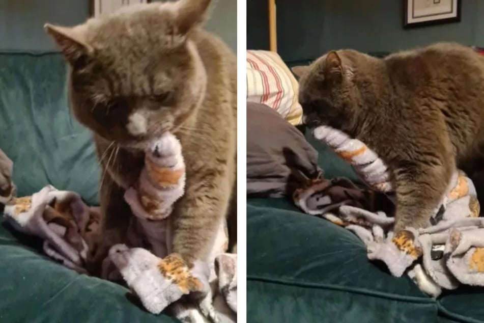 Auf den Fotos des Reddit-Nutzers ist zu sehen, wie sich die Katze an einer Decke festhält, die in ihrem Maul zu einer Spirale verdreht ist.