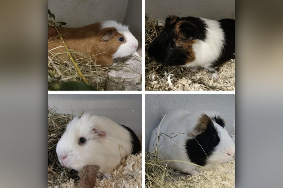 Banani, Algier, Bruno und Mister X wollen das Tierheim bald verlassen.