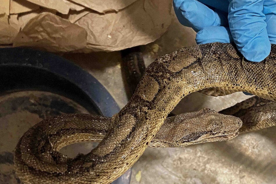 Stuttgart: Experten entsetzt: 47 Schlangen in Grusel-Wohnung entdeckt, viele bereits tot
