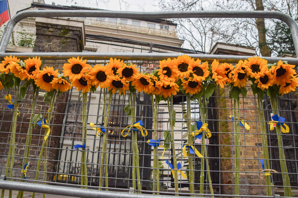 Sunflowers have become a symbol of solidarity with Ukraine since Russia invaded.