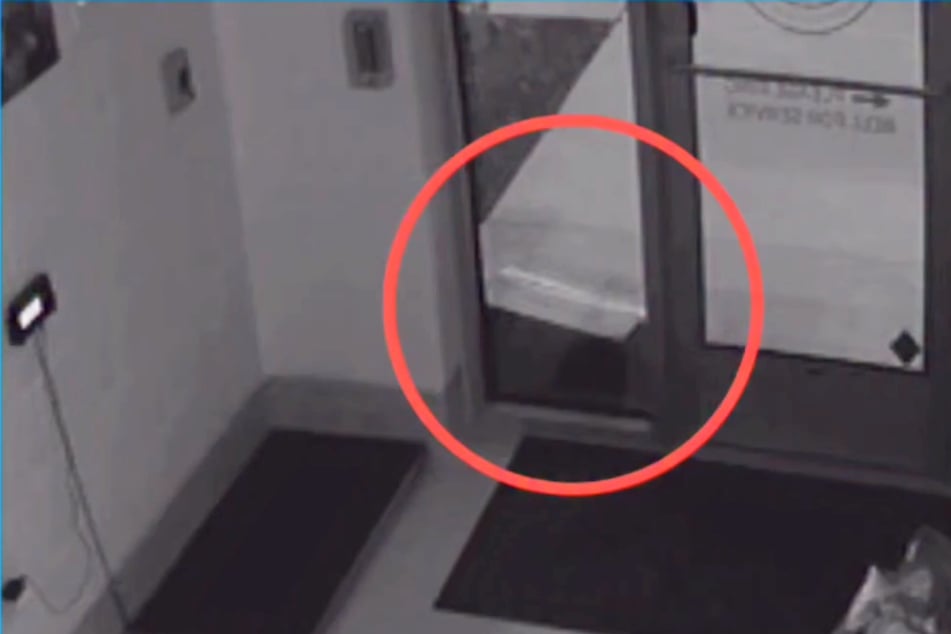 Tierheim findet Kiste mit Babykatzen vor der Tür: Was die Überwachungskamera filmte, lässt ihr Herz hüpfen