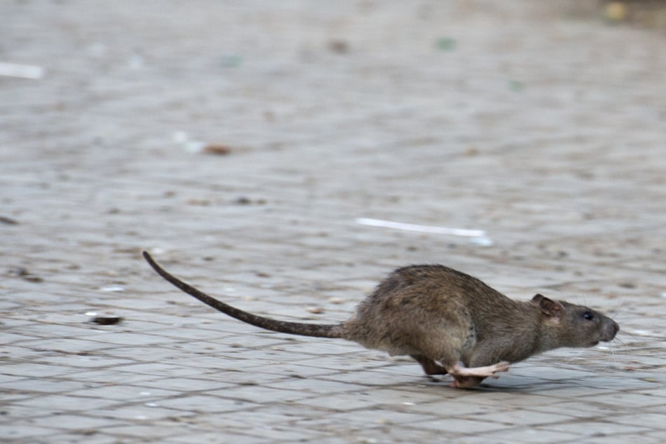 Jak se likviduje odpad: mrtvé krysy v kanálu odkládány