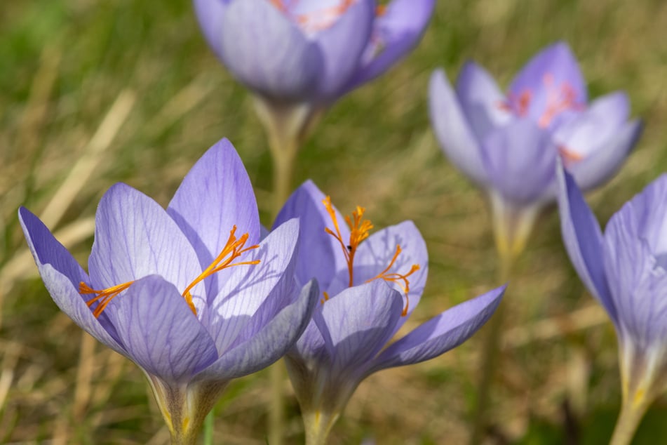 Von wegen Frühblüher. Im September blühen u. a. Pracht-Herbst-Krokusse.