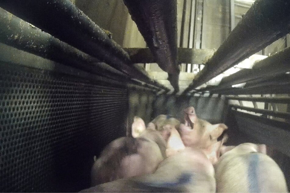 In einem mit CO2 gefüllten Schacht werden die Tiere betäubt. Die Aufnahmen zeigen, wie die Schweine in Panik geraten.