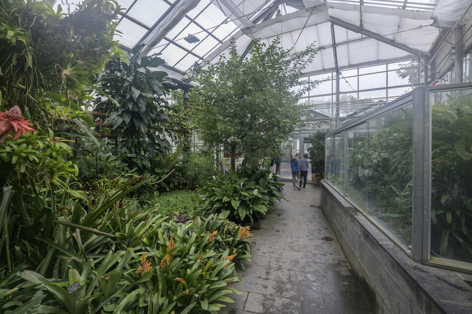 Im Botanischen Garten in Chemnitz könnt Ihr auch ein Tropenhaus besichtigen.