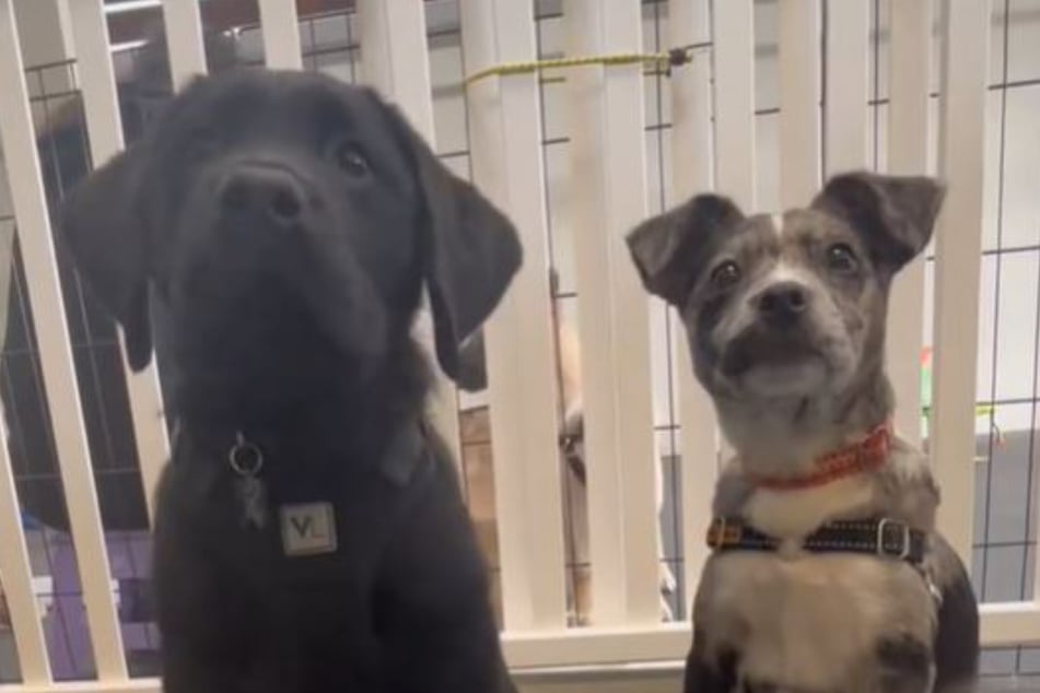 Lab Lewis (l) and Juni (r) were both being trained at the Dog's Day Out puppy training camp when they got the commands confused.