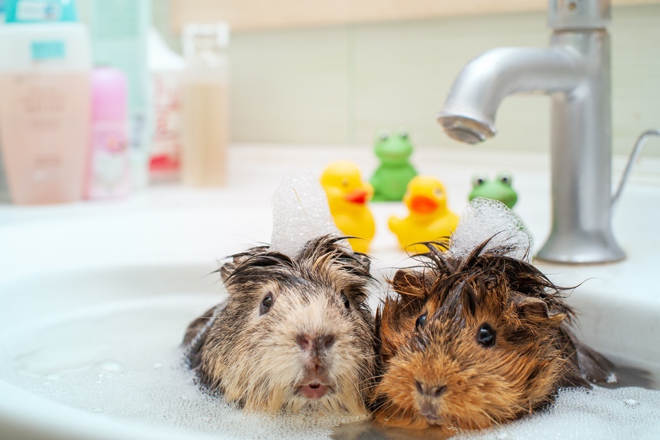 Meerschweinchen zu baden sollte nur im Notfall erfolgen.