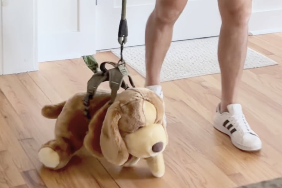 Apenas el perro de peluche se pone el arnés, Moose también lo quiere.
