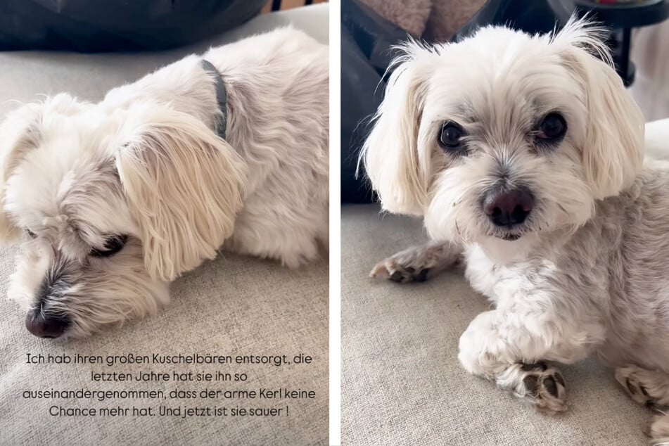 Am Beginn der Instagram-Story war der Malteser-Hündin deutlich anzusehen, dass sie schmollte, denn ihr Lieblings-Kuscheltier sollte weggeschmissen werden.