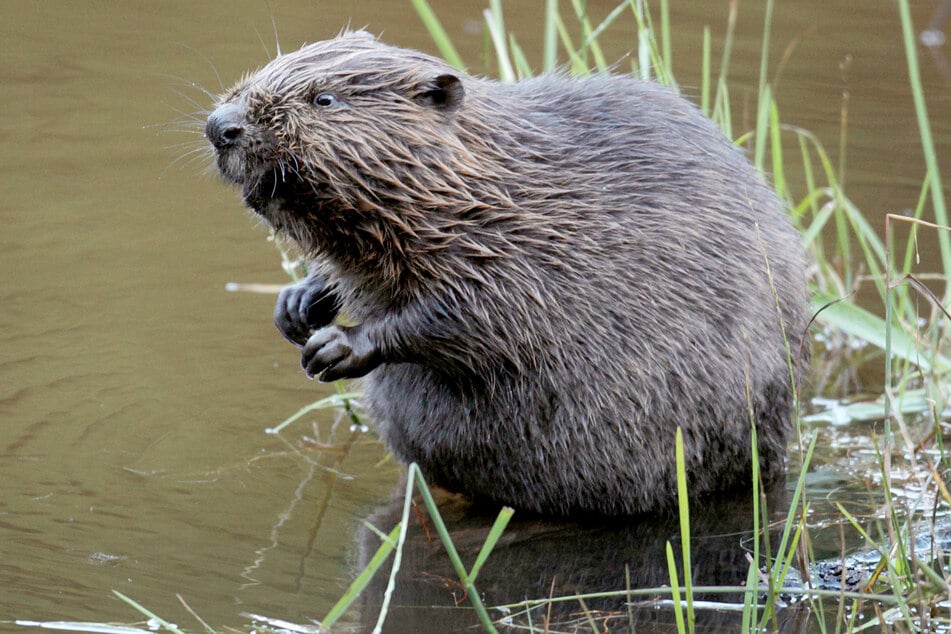 Die Polizei in Osthessen ermittelt wegen zerstörter Biberdämme - die Tiere sind streng geschützt.