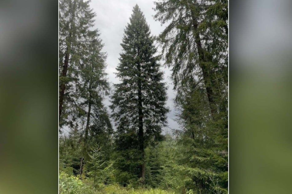 Die 27 Meter hohe Fichte steht jetzt auf dem Chemnitzer Markplatz.