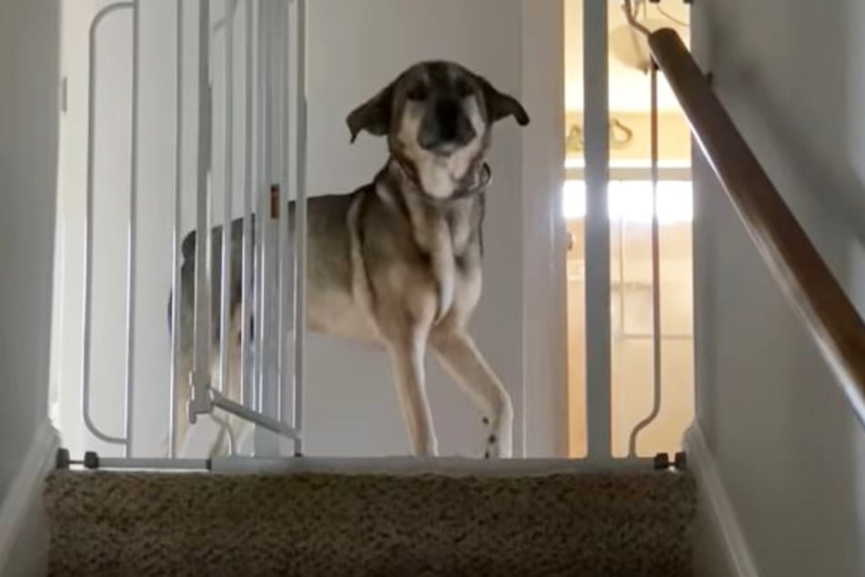 This dog's growling greeting took a little getting used to.